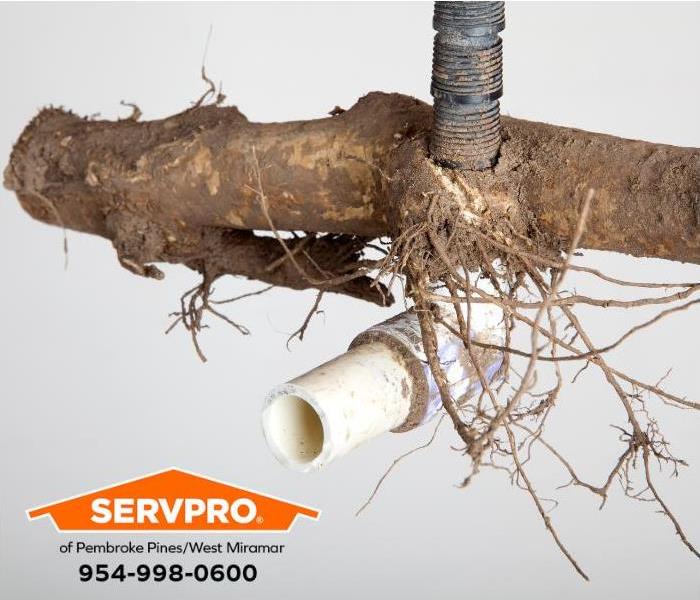 A tree root has grown in and around a plumbing pipe.