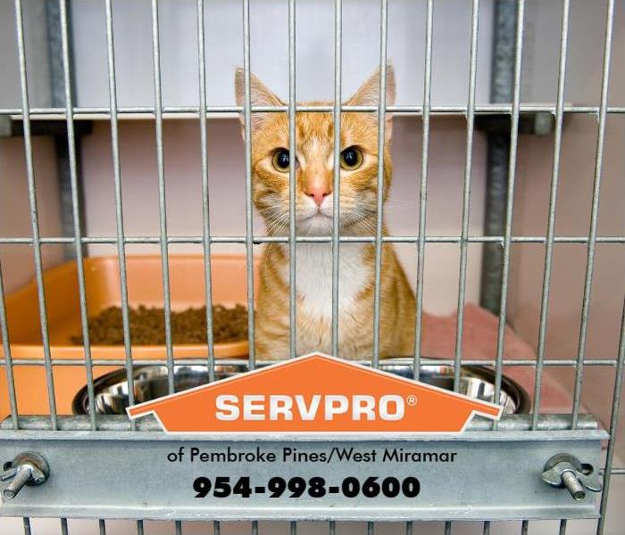 A cat is seen in a cage at an animal shelter.