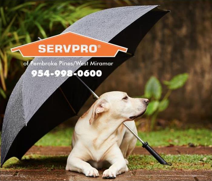 A dog looks sits underneath an umbrella during a rainstorm. 