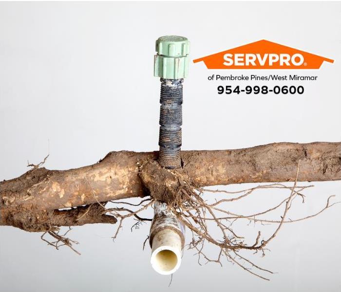 A tree root is growing through a pipe.  